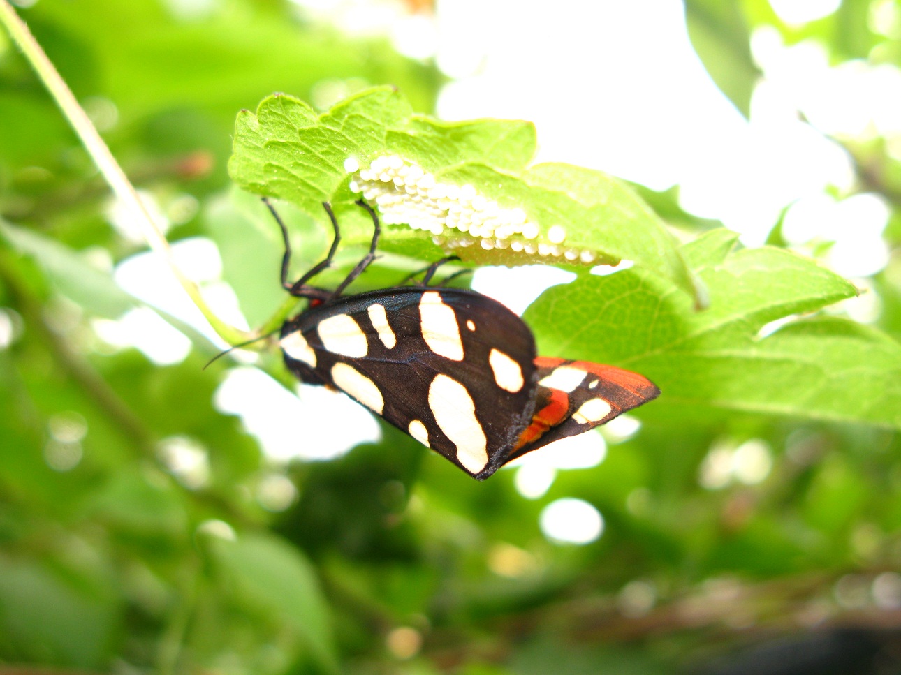 Lepidoptera villica depone uova su rampicante 